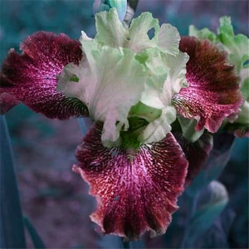 Iris knollen mix/Iris zwiebeln/Winterharte Stauden/Garten/Blumentopf/Zuhause //Einfach zu pflanzen/Sommerblühen/Reinigen Sie die Luft-6zwiebeln-F von CFGRDEW