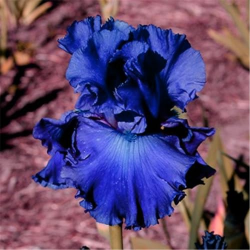 Iris knollen mix/Iris zwiebeln/Winterharte Stauden/Garten/Blumentopf/Zuhause //Einfach zu pflanzen/Sommerblühen/Reinigen Sie die Luft-6zwiebeln-J von CFGRDEW