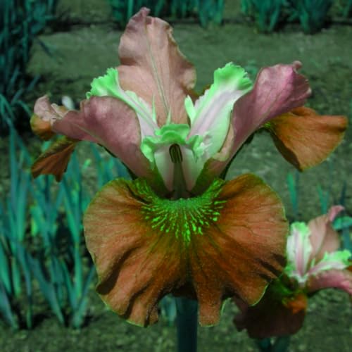 Iris knollen mix/Iris zwiebeln/Winterharte Stauden/Garten/Blumentopf/Zuhause //Einfach zu pflanzen/Sommerblühen/Reinigen Sie die Luft-8zwiebeln-I von CFGRDEW