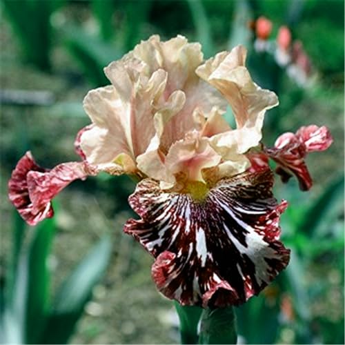 Iris knollen mix/Winterharte Stauden/Garten/Blumentopf/Zuhause //Einfach zu pflanzen/Sommerblühen/Reinigen Sie die Luft-10zwiebeln-B von CFGRDEW
