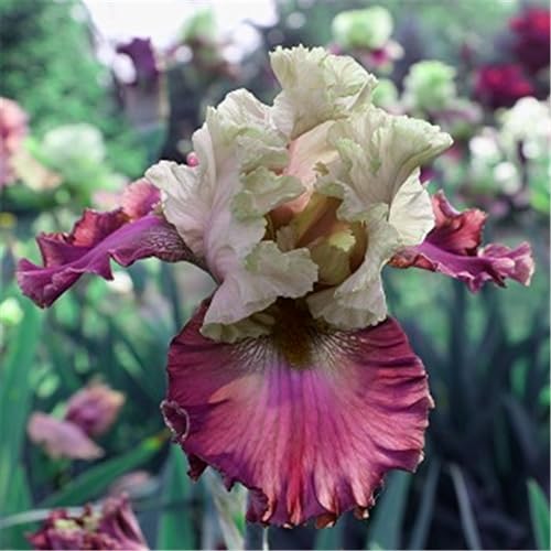 Iris knollen mix/Winterharte Stauden/Garten/Blumentopf/Zuhause //Einfach zu pflanzen/Sommerblühen/Reinigen Sie die Luft-10zwiebeln-D von CFGRDEW