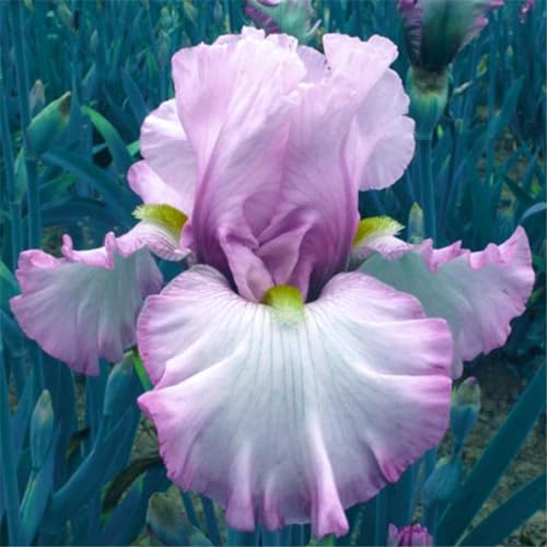 Iris knollen mix/Winterharte Stauden/Garten/Blumentopf/Zuhause //Einfach zu pflanzen/Sommerblühen/Reinigen Sie die Luft-10zwiebeln-E von CFGRDEW
