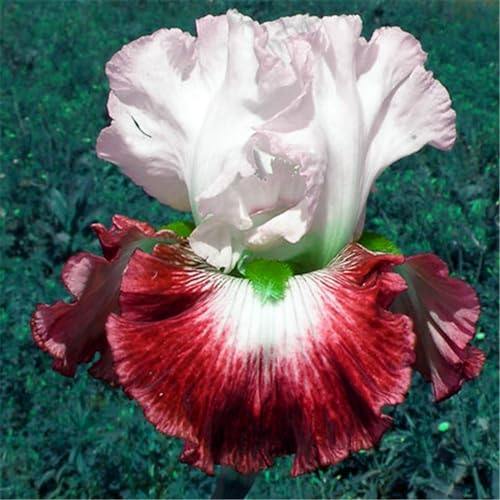 Iris knollen mix/Winterharte Stauden/Garten/Blumentopf/Zuhause //Einfach zu pflanzen/Sommerblühen/Reinigen Sie die Luft-10zwiebeln-H von CFGRDEW