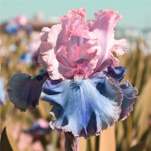 Iris knollen mix/Winterharte Stauden/Garten/Blumentopf/Zuhause //Einfach zu pflanzen/Sommerblühen/Reinigen Sie die Luft-10zwiebeln-J von CFGRDEW