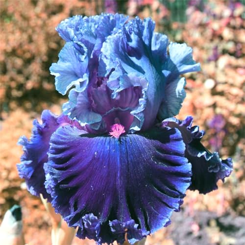 Iris knollen mix/Winterharte Stauden/Garten/Blumentopf/Zuhause //Einfach zu pflanzen/Sommerblühen/Reinigen Sie die Luft-15zwiebeln-A von CFGRDEW