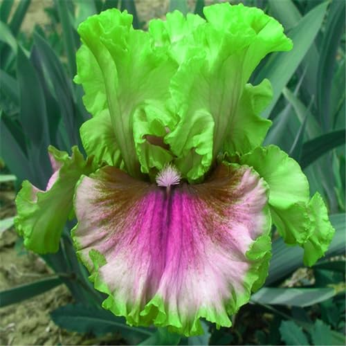 Iris knollen mix/Winterharte Stauden/Garten/Blumentopf/Zuhause //Einfach zu pflanzen/Sommerblühen/Reinigen Sie die Luft-15zwiebeln-C von CFGRDEW