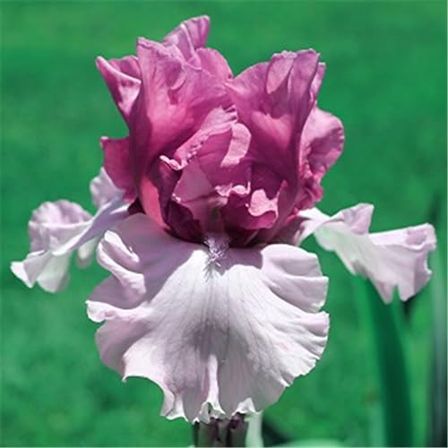 Iris knollen mix/Winterharte Stauden/Garten/Blumentopf/Zuhause //Einfach zu pflanzen/Sommerblühen/Reinigen Sie die Luft-15zwiebeln-I von CFGRDEW