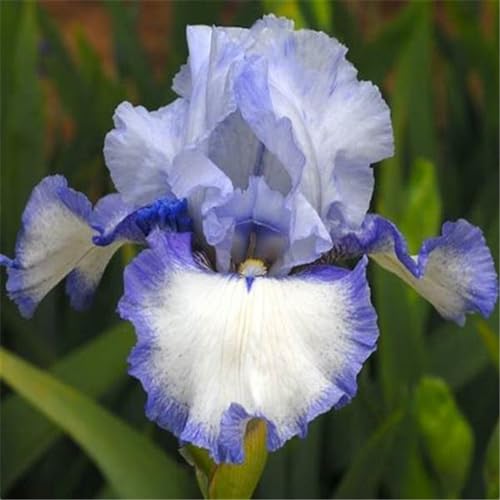 Iris knollen mix Winterharte Irisknollen, mehrjährige Gartenpflanze, Sommerblüher-8zwiebeln-I von CFGRDEW