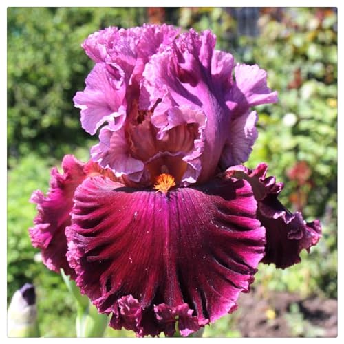 Iris pflanzen winterhart - Iris knollen mix - Iris zwiebeln winterhart mehrjährig - Iris zwiebeln Winterharte Stauden - Schwertlilien winterhart knolle-4knollen-D von CFGRDEW
