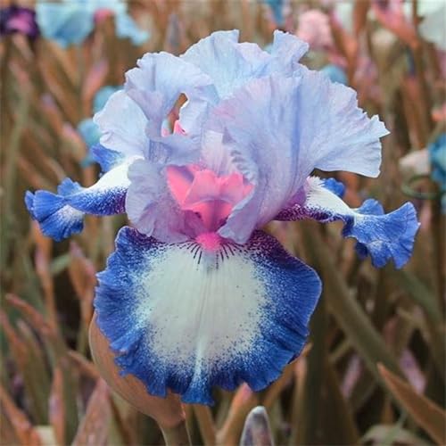 Iris zwiebeln/Iris knolle/Winterharte Stauden/Garten/Blumentopf/Zuhause //Einfach zu pflanzen/Sommerblühen/Reinigen Sie die Luft-10zwiebeln-B von CFGRDEW