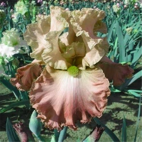 Iris zwiebeln/Iris knolle/Winterharte Stauden/Garten/Blumentopf/Zuhause //Einfach zu pflanzen/Sommerblühen/Reinigen Sie die Luft-10zwiebeln-D von CFGRDEW