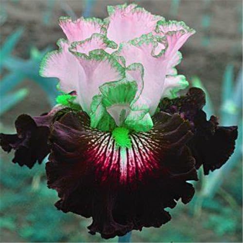 Iris zwiebeln/Iris knolle/Winterharte Stauden/Garten/Blumentopf/Zuhause //Einfach zu pflanzen/Sommerblühen/Reinigen Sie die Luft-10zwiebeln-G von CFGRDEW