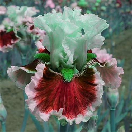 Iris zwiebeln/Iris knolle/Winterharte Stauden/Garten/Blumentopf/Zuhause //Einfach zu pflanzen/Sommerblühen/Reinigen Sie die Luft-10zwiebeln-I von CFGRDEW