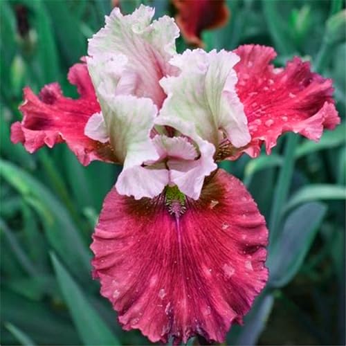 Iris zwiebeln/Iris knolle/Winterharte Stauden/Garten/Blumentopf/Zuhause //Einfach zu pflanzen/Sommerblühen/Reinigen Sie die Luft-15zwiebeln-F von CFGRDEW