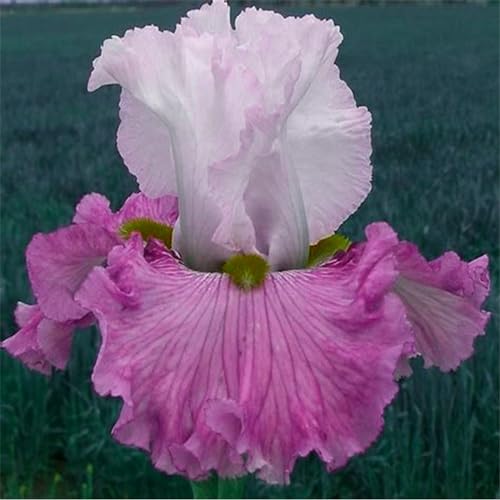 Iris zwiebeln/Iris knolle/Winterharte Stauden/Garten/Blumentopf/Zuhause //Einfach zu pflanzen/Sommerblühen/Reinigen Sie die Luft-15zwiebeln-J von CFGRDEW