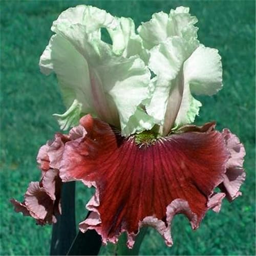 Iris zwiebeln/Iris knolle/Winterharte Stauden/Garten/Blumentopf/Zuhause //Einfach zu pflanzen/Sommerblühen/Reinigen Sie die Luft-6zwiebeln-E von CFGRDEW