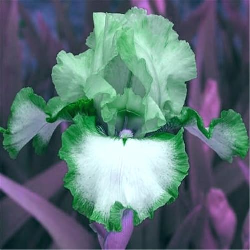 Irispflanze/Irisknolle/Kältebeständige mehrjährige Pflanze/Garten/Blumentopf/Zuhause //Einfach zu pflanzen/Sommerblühen/Reinigen Sie die Luft von CFGRDEW