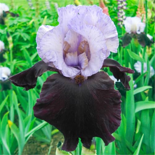 Irispflanzen, Iriszwiebeln, Stauden, Gartenpflanzen, einfach zu züchten.-10zwiebeln-G von CFGRDEW