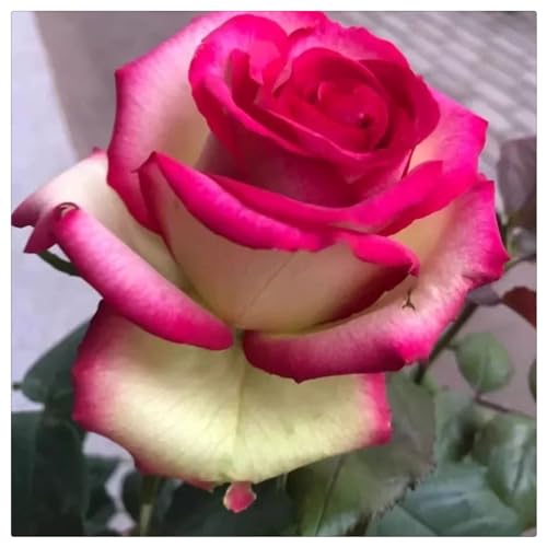 Rosen pflanzen winterhart - Rose pflanzen knollen winterhart - Strauchrosen, Duftrosen, Hybridrosen, zweifarbige Rosen-4Pflanze-J von CFGRDEW