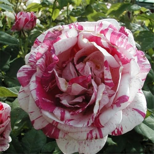 Rosen pflanzen winterhart -Rosenpflanze Winterharte Stauden Hervorragender Zierwert, geeignet für Garten- und Zimmerbepflanzung-4Pflanze-A von CFGRDEW
