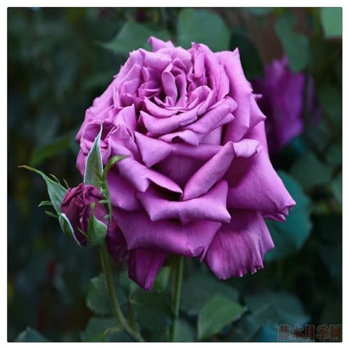 Rosen pflanzen winterhart - Seltene Rosenpflanze - Rose pflanzen knollen winterhart - Strauchrosen, Duftrosen, Hybridrosen, zweifarbige Rosen-1Pflanze-I von CFGRDEW