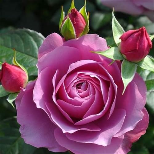 Rosen pflanzen winterhart - rosafarbene zwiebeln winterharte mehrjährige Sträucher – duftende Rosen – Hybridrosen-3Pflanze-C von CFGRDEW