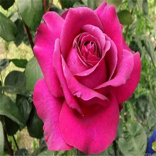 Rosenpflanzen pflanzen,Rosenrhizom winterharte mehrjährige Sträucher – duftende Rosen – Hybridrosen-1Pflanze-B von CFGRDEW