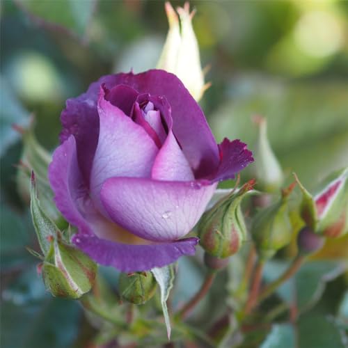 Rosenpflanzen zum Verkauf, winterharte mehrjährige Sträucher – duftende Rosen – Hybridrosen-3Pflanze-D von CFGRDEW