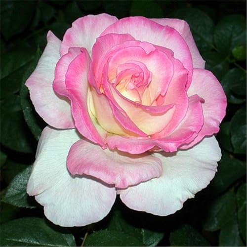 Rosenpflanzen zum Verkauf,rosafarbene zwiebeln winterharte mehrjährige Sträucher – duftende Rosen – Hybridrosen-4Pflanze-E von CFGRDEW