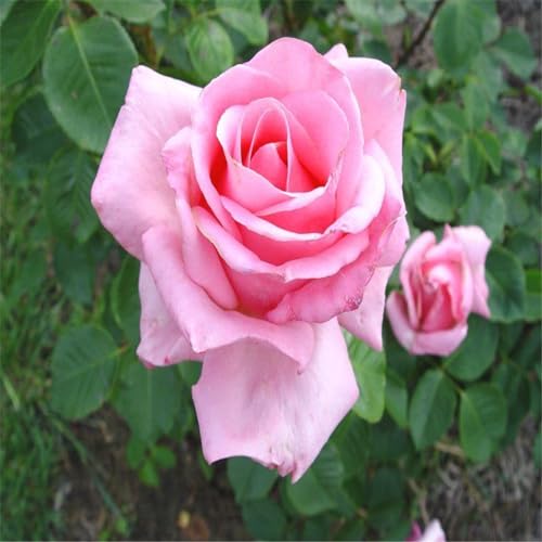 Rosenpflanzen zum Verkauf – Duftende Rosen – Hybridrosen – Seltene zweifarbige Rosen – Winterharte Stauden-1Pflanze-E von CFGRDEW
