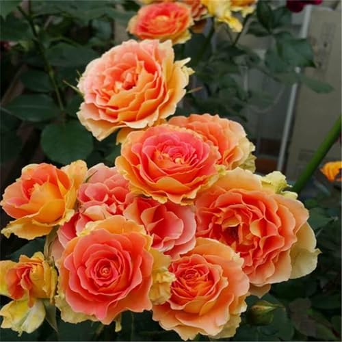 Strauchrosen, Duftrosen, Hybridrosen, zweifarbige Rosen-Rosen pflanzen winterhart-4Pflanze-B von CFGRDEW