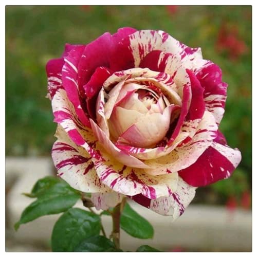 Strauchrosen, Duftrosen, Hybridrosen, zweifarbige Rosen - Rosen pflanzen winterhart - Rose pflanzen knollen winterhart-3Pflanze-F von CFGRDEW