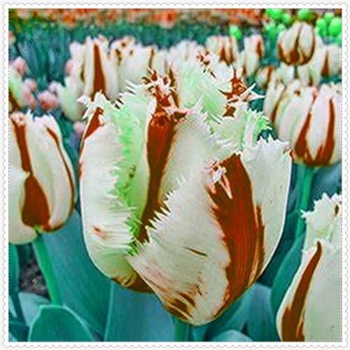 Tulpenzwiebeln/Gemischte Tulpenzwiebeln/kältebeständige Stauden/Garten/Blumentöpfe/Haus/einfache Bepflanzung/schöne Blumen-10zwiebeln-H von CFGRDEW