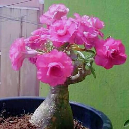 Wüstenrose pflanze winterhart,Adenium obesum pflanze kaufen,Tropische Pflanzen, einfach zu züchten, sehr gut zum Pflanzen in Blumentöpfen geeignet-4zwiebeln-B von CFGRDEW