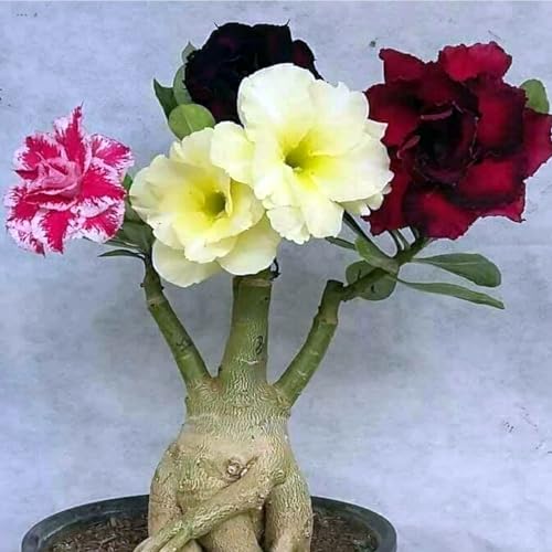 Wüstenrose pflanze winterhart,adenium obesum pflanze kaufen,Wunderschöne tropische Pflanzen, die einfach zu züchten sind und sich perfekt für Töpfe eignen-2zwiebeln-E von CFGRDEW