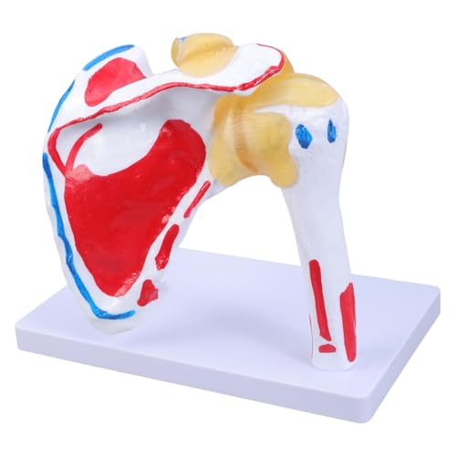 Anatomisches menschliches Schultergelenk mit Muskeln Nerven Struktur Muskulatur Schultergelenk Anatomie Modell Anatomisches Modell von CHAKAE