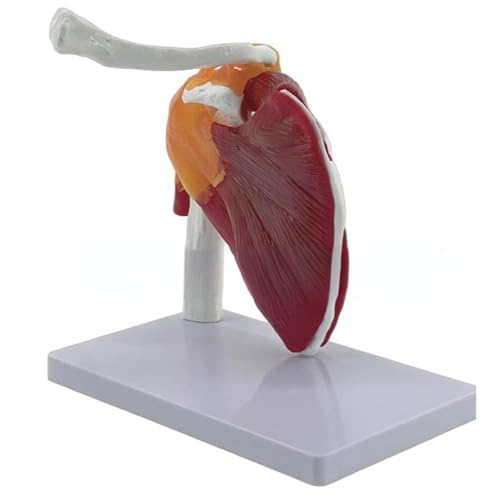 Muskel-Schulter-Gelenk-Modell, anatomisches Modell, zeigt Muskel-Schultermuskulatur von Rotatorenmanschette bis zum subskapulären menschlichen Gelenk, anatomisch von CHAKAE