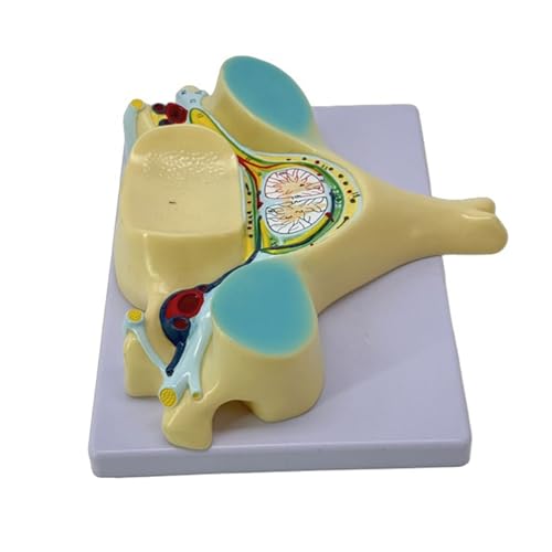 Rückenmarks-Transsektionsmodell mit Medulla Spinalis und Spinalnervenlehrwerkzeug, menschliches Knochenmodell für die Schule, Schnur, 5. Halswirbelsäule, Menschenknochen von CHAKAE