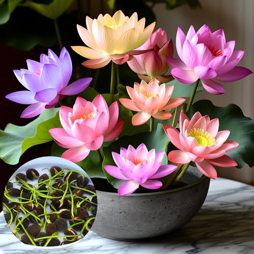 Lotusblume Samen Lotus Teichpflanzen Winterhart - 30 Stück Lotusblumensamen für Wasser, Bonsai Lotu Samen für Hausgartens Balkon Garten Dekoration Wasserpflanzen Lotusblume Samen Lotus Teichpflanzen Winterhart - 30 Stück Lotusblumensamen für Wasser, Bonsai Lotu Samen für Hausgartens Balkon Garten Dekoration Wasserpflanzen von CHALLEY-YOKI