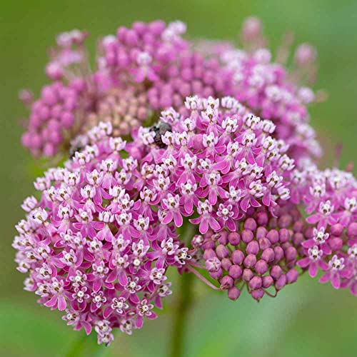 Milkweed Seeds - Swamp | Swamp Milkweed Asclepias Incarnata 30 Perennial Flower Seeds. von CHAMI