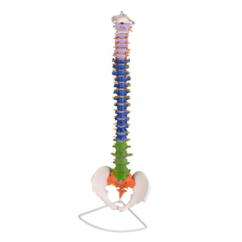 Anatomisches Modell der gesamten menschlichen Wirbelsäule als ideales Lehrmodell for Chiropraktiker Anatomisches Modell der gesamten menschlichen Wirbelsäule als ideales Lehrmodell for Chiropraktiker von CHENHOJU