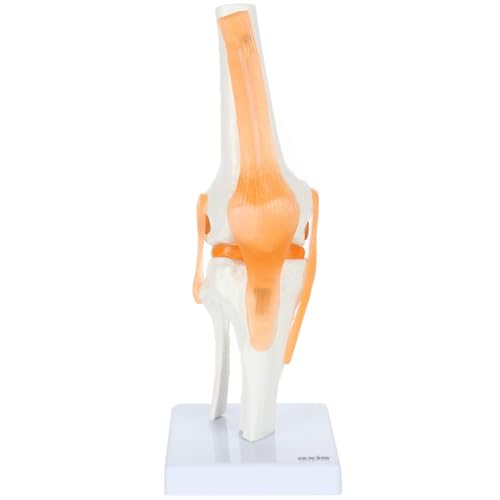 Dynamisches Knieskelettmodell kann Bewegung zeigen. Funktionelles Kniemodell. Knie anatomisch. Menschliches Skelett. Ideale Form for Hobbyisten. Dynamisches Knieskelettmodell kann Bewegung zeigen. Funktionelles Kniemodell. Knie anatomisch. Menschliches Skelett. Ideale Form for Hobbyisten. von CHENHOJU
