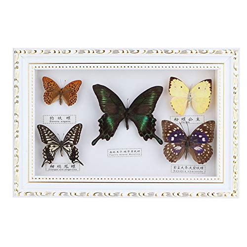 CHEOTIME Schmetterling Im Bilderrahmen, Schmetterlings-Probenrahmen 5 Echte Schmetterlings-Proben-Bastelrahmen Schmetterling Wand Bilderrahmen Ornament Und Geschenk, Geburtstag(Weißer Rahmen) von CHEOTIME