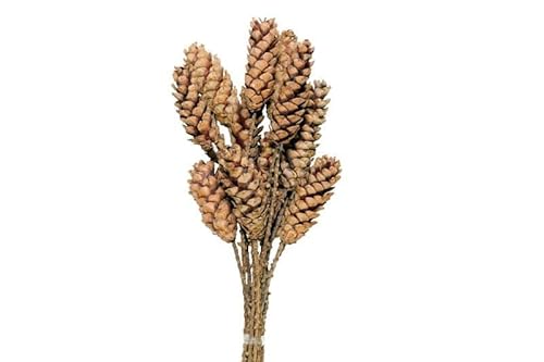 CHICCIE Tannenzapfen am Stiel 5x65cm 5 Stück im Bund Natur - Adventskranzdeko CHICCIE Tannenzapfen am Stiel 5x65cm 5 Stück im Bund Natur - Adventskranzdeko von CHICCIE
