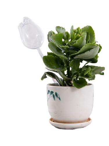 CHICTRY Pflanzen Tropfbewässerung Stakes - Automatische Selbstbewässerung Gerät für Indoor & Outdoor Urlaub Pflanzenpflege Transparent Einheitsgröße von CHICTRY