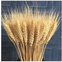 CHOYCLIT 100 Stück Kunstblumen, Kunstpflanze, große getrocknete Weizenblumen, natürliche getrocknete Weizengarben, getrocknete Weizenstängelsträuße, CHOYCLIT 100 Stück Kunstblumen, Kunstpflanze, große getrocknete Weizenblumen, natürliche getrocknete Weizengarben, getrocknete Weizenstängelsträuße, von CHOYCLIT