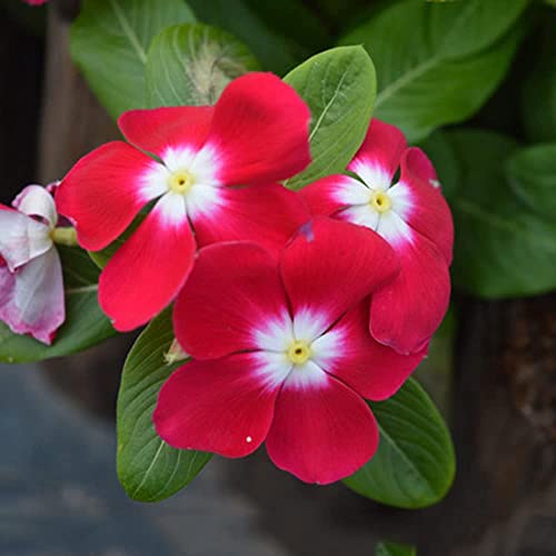 CHTING 10 Rote Catharanthus Samen Glänzen Besonders In Der Sonne Und Bilden Eine Einzigartige Gartenlandschaft, Die Die Anerkennung Aller Anzieht von CHTING