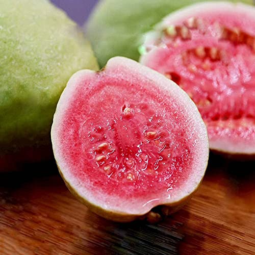 CHTING 10 Stück Frische Natürliche Guave Samen Obstbaum Geeignet Zum Pflanzen Auf Dem Gartenhof Balkon Hat Einen Leichten Duft von CHTING