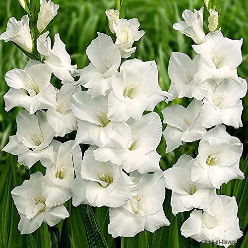 CHTING 10 Stück Weiße Gladiolen-Zwiebeln Mehrjährige Blumen Für Die Gartenbepflanzung Im Freien Starke Anpassungsfähigkeit Schnelles Wachstum Geeignet Für Anfänger von CHTING
