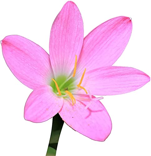 CHTING 10 Stück Zephyranthes Glühbirnen Romantisches Rosa Kräftiges Bauchiges Rhizom Angenehmes Aroma Kann Für Hausgartenbe Pflanzung Verwendet Werden Den Garten Dekorieren Farbe Hinzufügen von CHTING